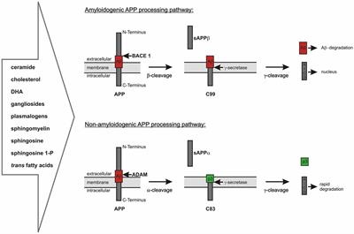 APP Function and Lipids: A Bidirectional Link